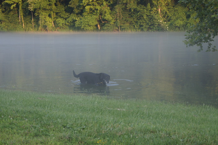 dog wading