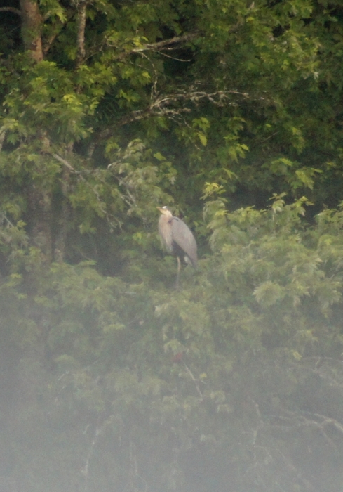 heron in the fog