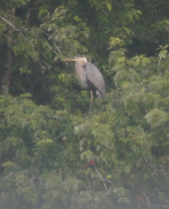 heron in the fog