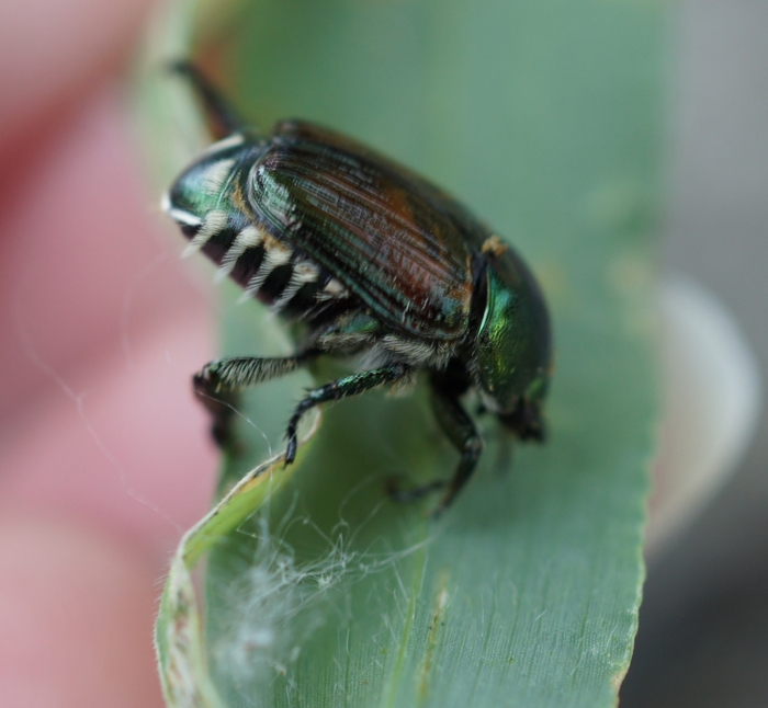 Japanese beetle