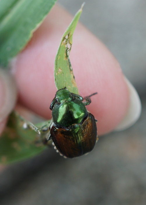 Japanese beetle face