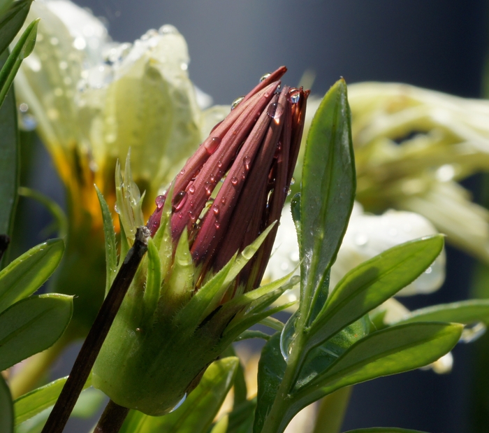 Mom's flowers