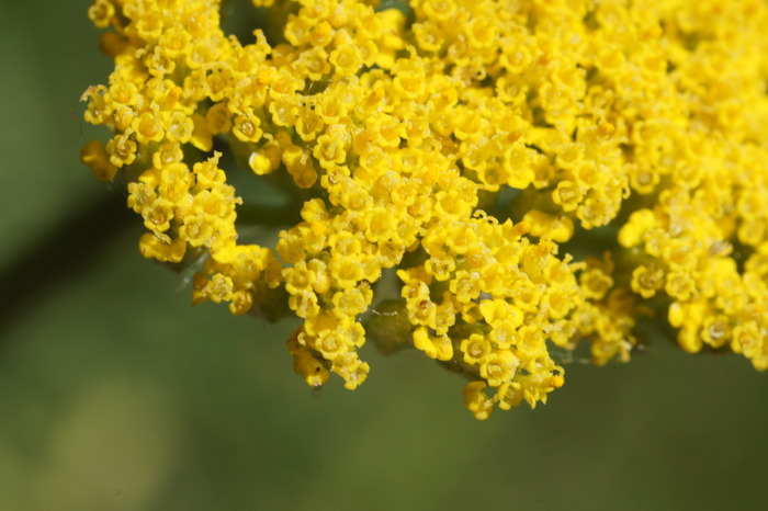 Mom's yarrow