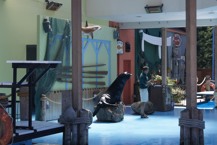 sea lion show