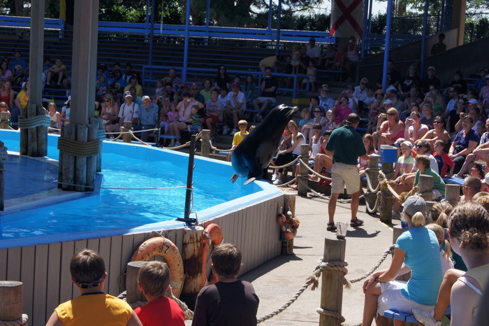 sea lion show