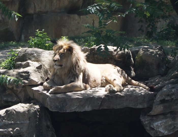 sunbathing lion