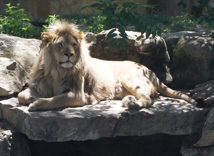 sunbathing lion
