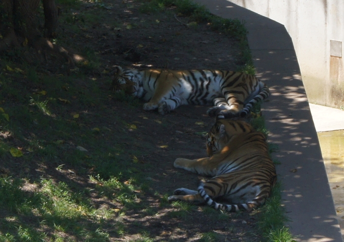 tigers