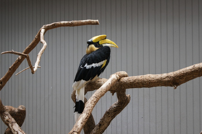 great hornbill