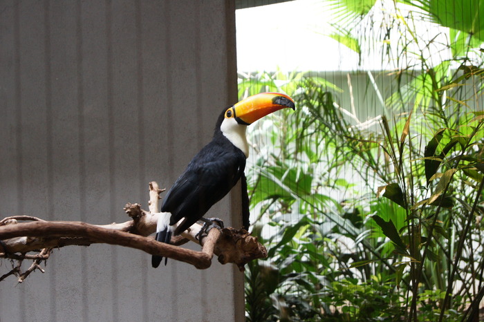 toucan