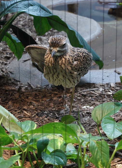 cape thick-knee