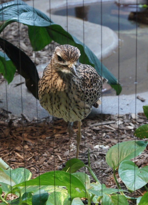 cape thick-knee