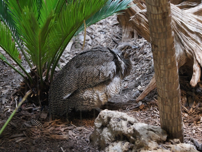 Elegant Crested Tinamou