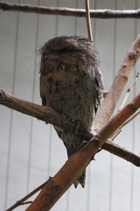 tawny frogmouth