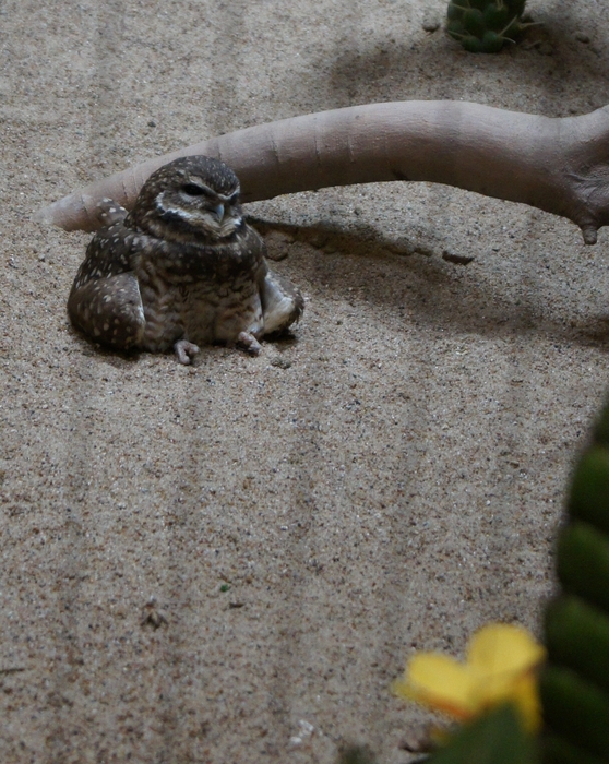 burrowing owl