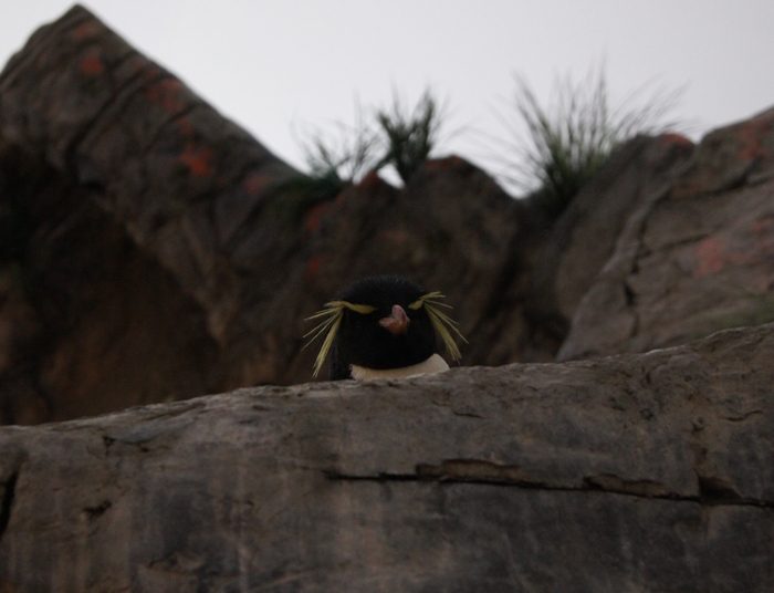 rockhopper penguin