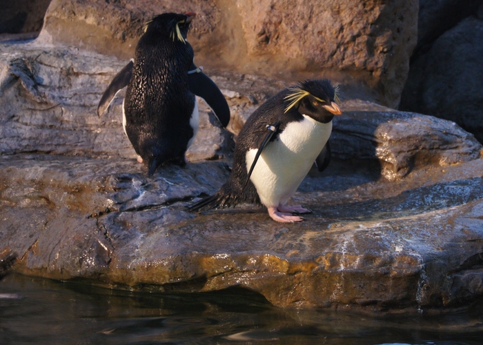 rockhopper penguin