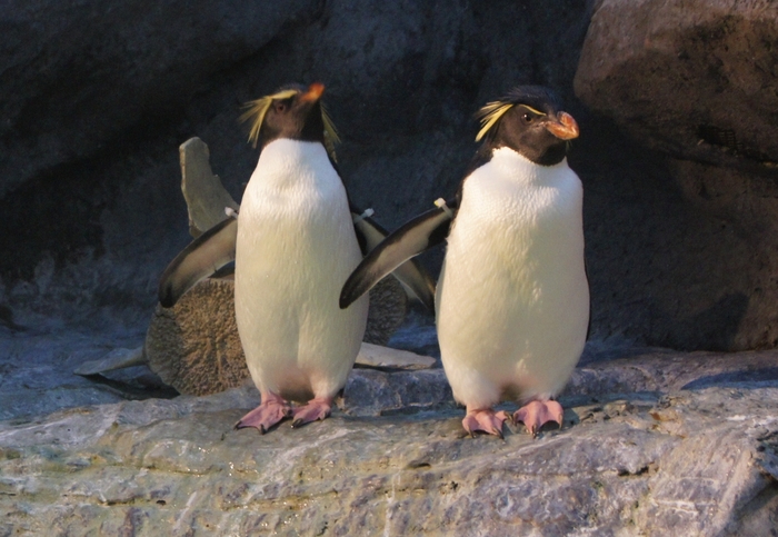 rockhopper penguin