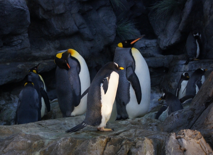 king and gentoo penguins