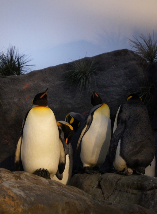 king penguins