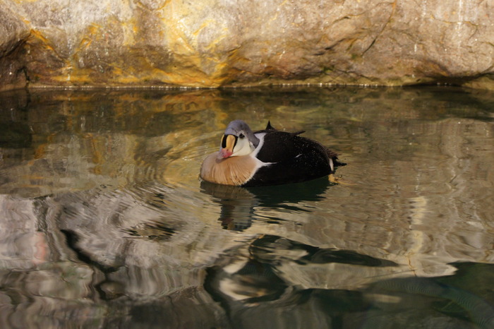 king eider