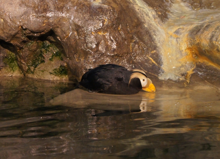 tufted puffin