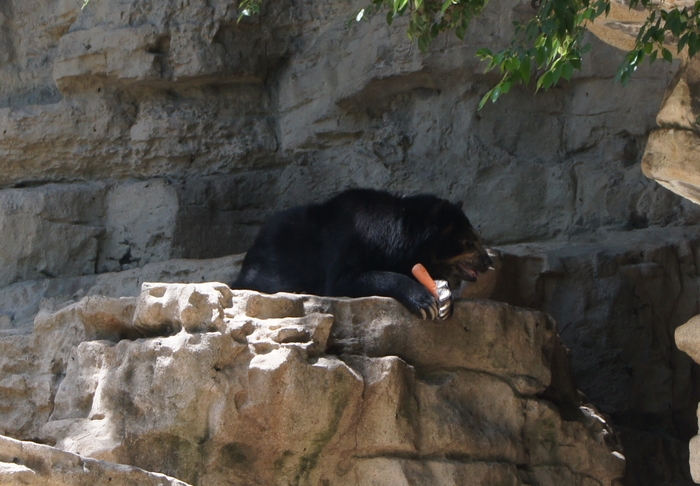 spectacled bear with carrot
