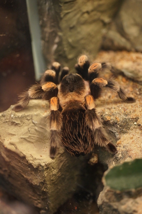 Red-kneed Tarantula