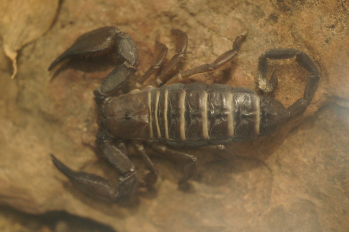 hairy desert scorpion