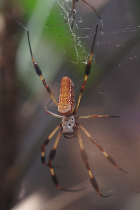 gold silk orb-weaver