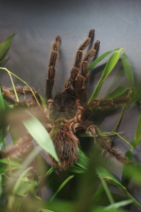 bird-eating tarantula
