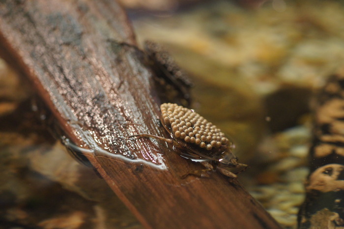 giant water bug