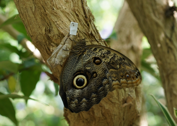 owl wing with chrystalis