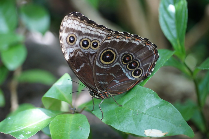 Blue Morpho ventral