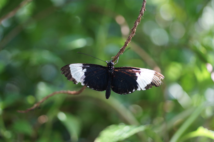 maybe Heliconius cydno