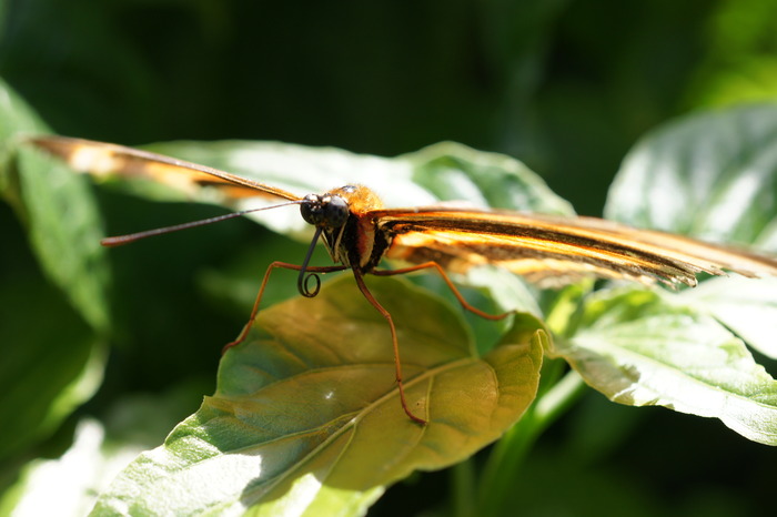 Dryadula phaetusa