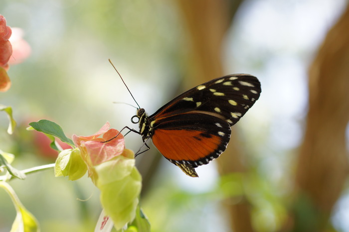 Heliconius hecale