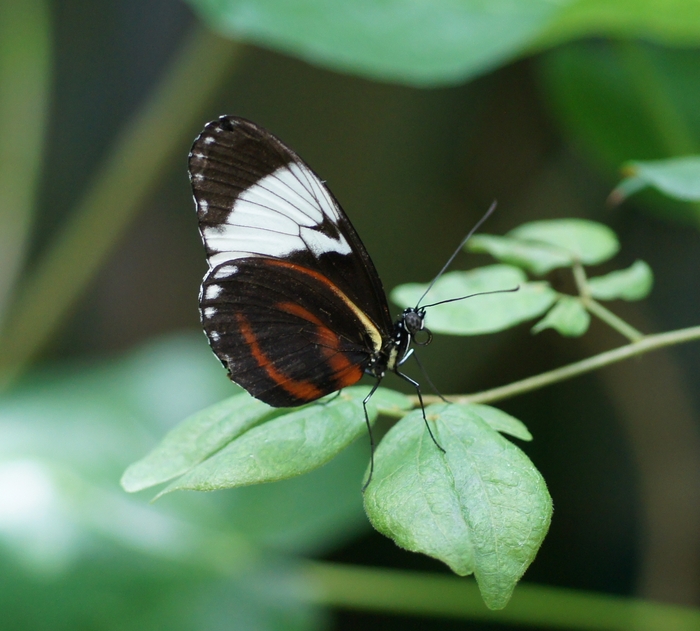 Heliconius cydno