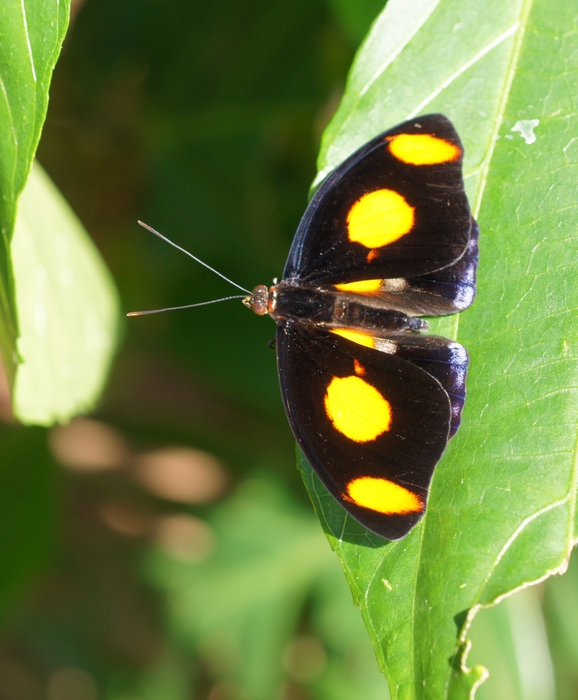 Catonephele numilia