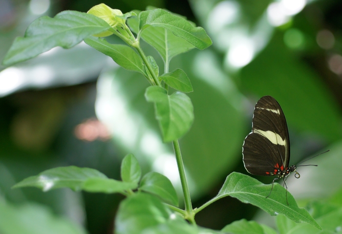 Heliconius sara