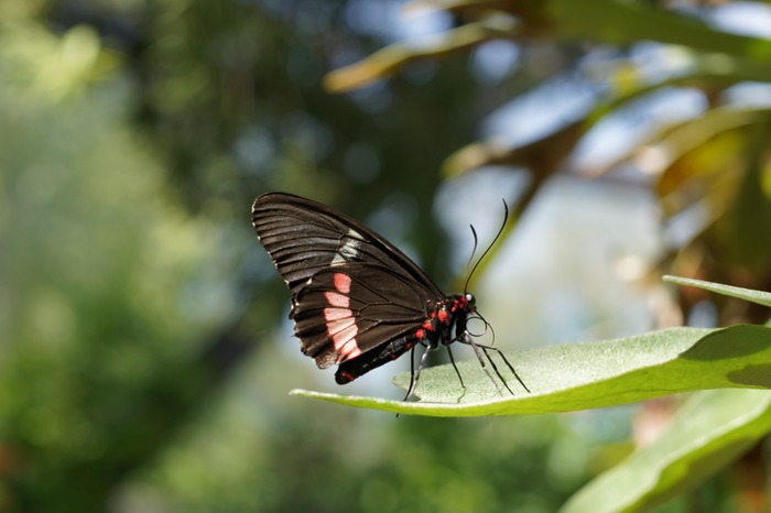 black and red butterfly