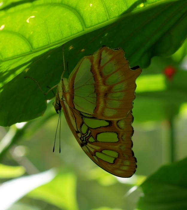 Siproeta stelenes