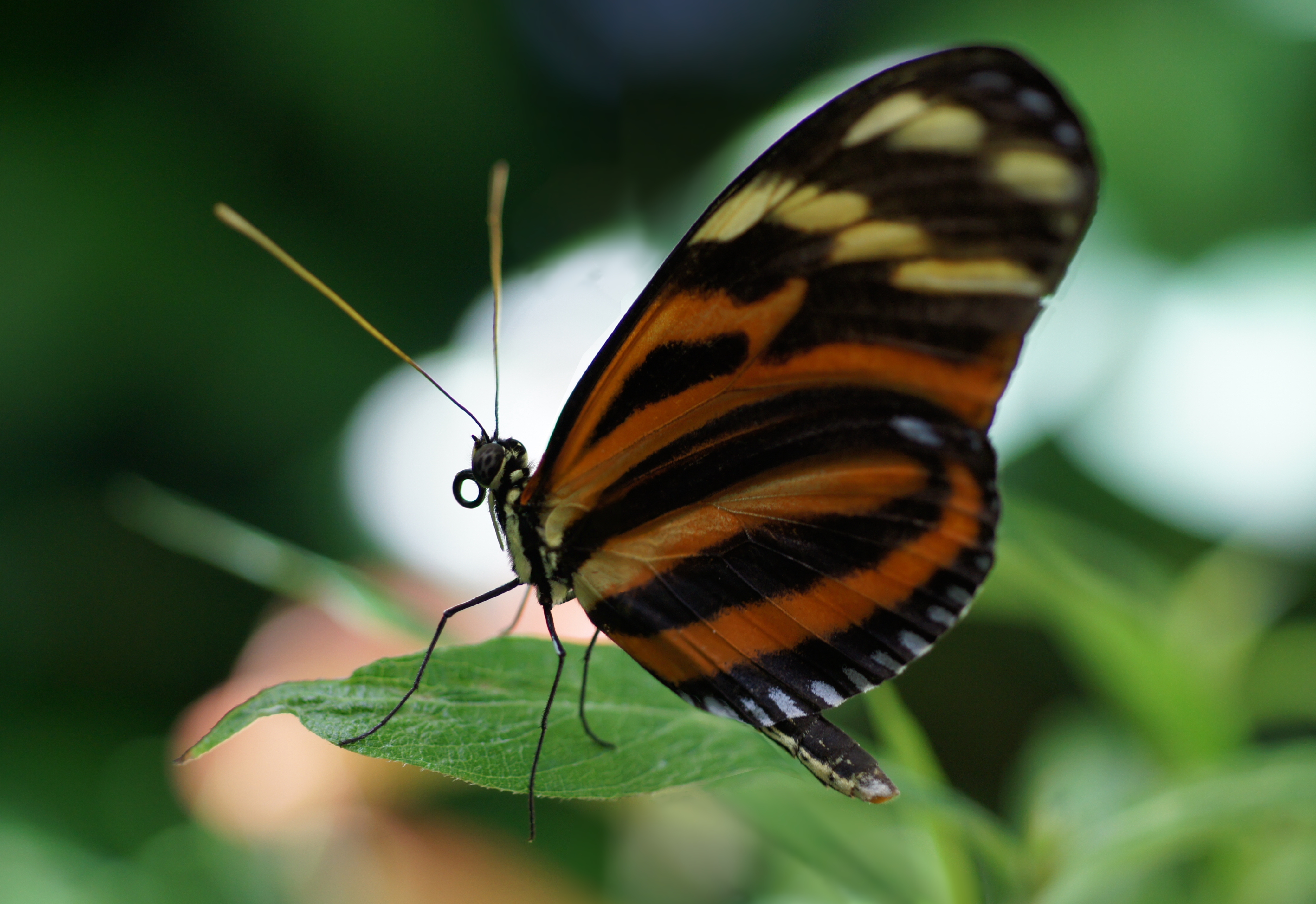 Heliconius Butterflies, Heliconius Butterflies Pictures