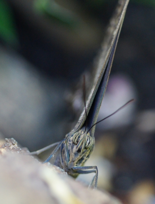 blue morpho head-on