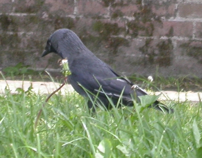 mutant jackdaw