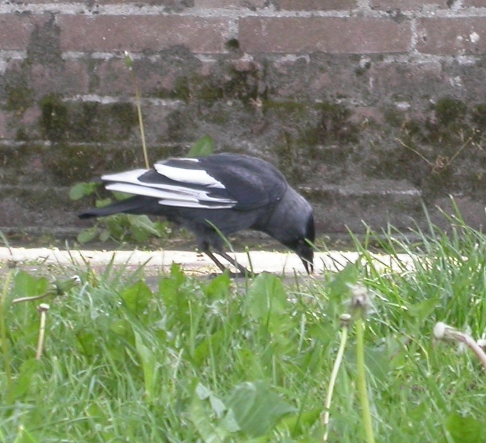 mutant jackdaw