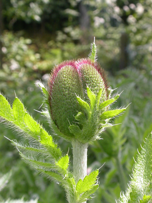 poppy bud