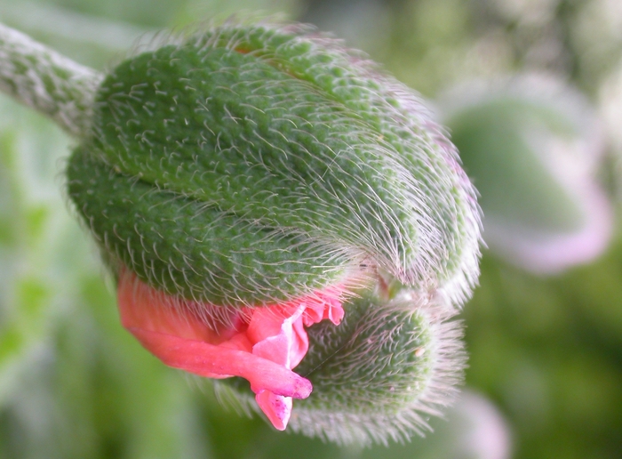 pink poppy bud