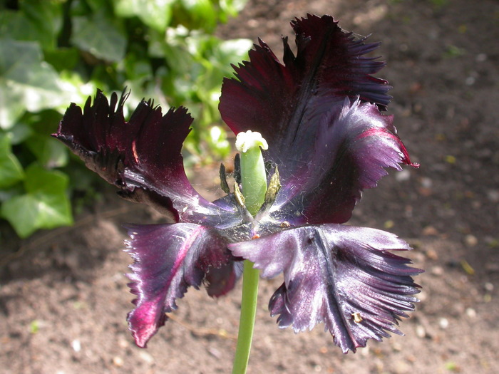 parrot tulip