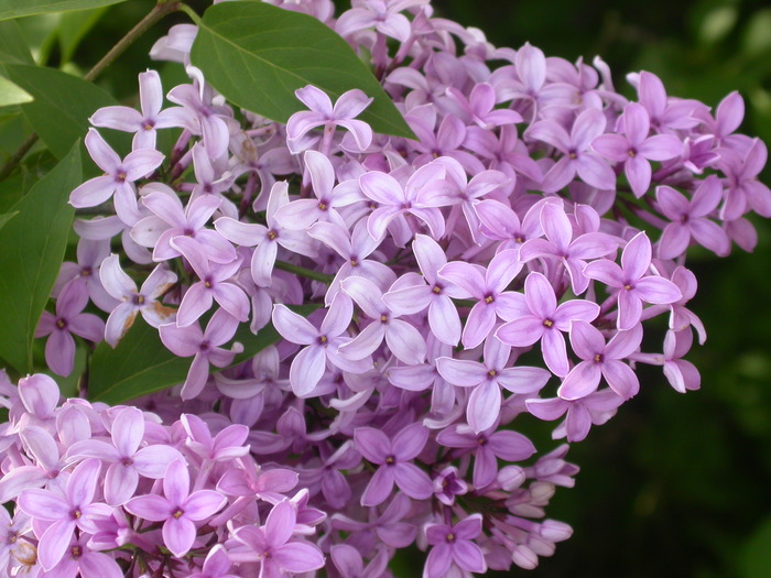 lilacs